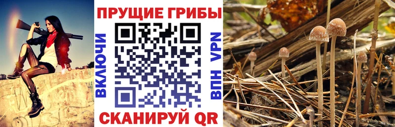 Галлюциногенные грибы прущие грибы Балтийск